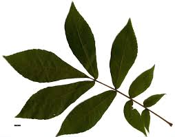 Attēlu rezultāti vaicājumam “Carya”