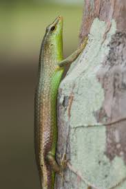 Risultati immagini per dasia smaragdina