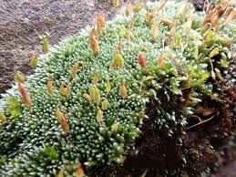 Attēlu rezultāti vaicājumam “Bryum”