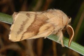 Attēlu rezultāti vaicājumam “Malacosoma castrensis larva”