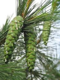 Attēlu rezultāti vaicājumam “Pinus peuce”