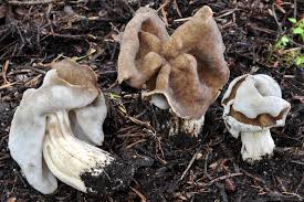 Attēlu rezultāti vaicājumam “Helvella”