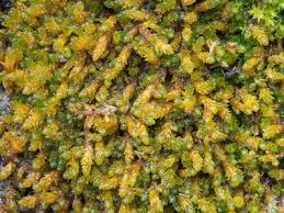 Attēlu rezultāti vaicājumam “Pseudocalliergon turgescens”