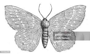 Attēlu rezultāti vaicājumam “Geometra papilionaria”