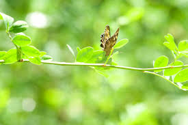 Attēlu rezultāti vaicājumam “Hamearis lucina underside”