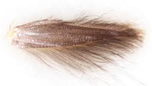 Attēlu rezultāti vaicājumam “Argyresthia albistria”