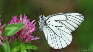 Attēlu rezultāti vaicājumam “Aporia crataegi upperside”