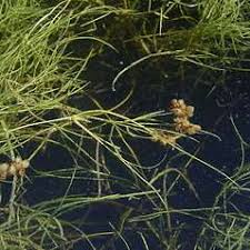 Attēlu rezultāti vaicājumam “Stuckenia filiformis bud”