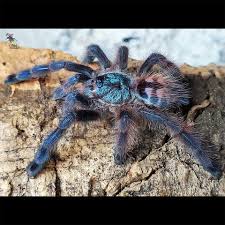 Attēlu rezultāti vaicājumam “Badhamia versicolor”