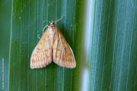 Attēlu rezultāti vaicājumam “Ostrinia nubilalis”