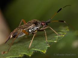 Attēlu rezultāti vaicājumam “Closterotomus biclavatus”