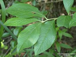 Attēlu rezultāti vaicājumam “Aronia melanocarpa leaf”