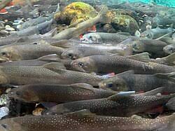 Image result for Salvelinus alpinus taranetzi