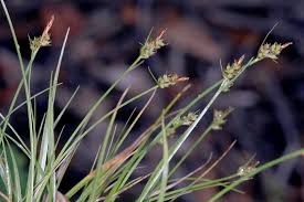 Attēlu rezultāti vaicājumam “Carex pilulifera”