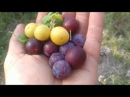 Attēlu rezultāti vaicājumam “Prunus cerasifera fruit”