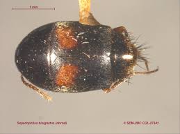 Attēlu rezultāti vaicājumam “Sepedophilus sp.”