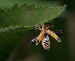 Attēlu rezultāti vaicājumam “Entomophthora”