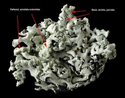 Attēlu rezultāti vaicājumam “Hypogymnia physodes”