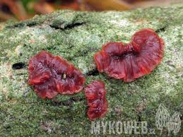 Attēlu rezultāti vaicājumam “Cytidia salicina”