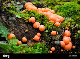 Attēlu rezultāti vaicājumam “Hypoxylon fragiforme / howeianum”