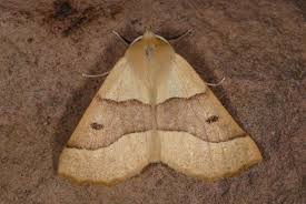 Attēlu rezultāti vaicājumam “Crocallis elinguaria”