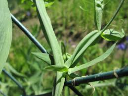Attēlu rezultāti vaicājumam “Lathyrus latifolius leaf”