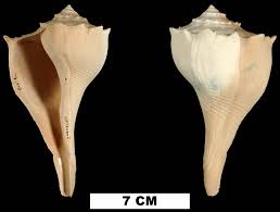 Image result for Sinistrofulgur perversum