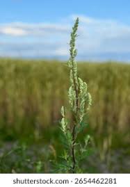 Attēlu rezultāti vaicājumam “Artemisia vulgaris bud”