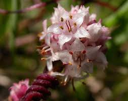 Attēlu rezultāti vaicājumam “Cuscuta epithymum subsp. trifolii”