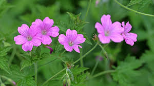 Image result for Storchschnäbel