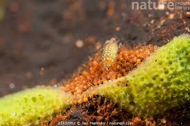 Attēlu rezultāti vaicājumam “Spongilla lacustris”