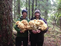 Attēlu rezultāti vaicājumam “Sparassis crispa”