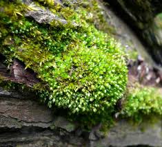 Attēlu rezultāti vaicājumam “Bryum moravicum”