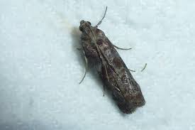 Attēlu rezultāti vaicājumam “Phycita roborella”