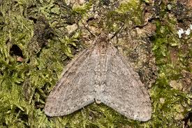 Attēlu rezultāti vaicājumam “Trichopteryx carpinata”