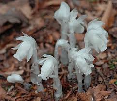 Image result for ギンリョウソウ