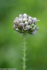 Image result for Dipsacus pilosus