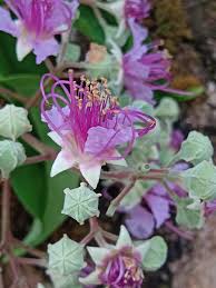 Attēlu rezultāti vaicājumam “Lythraceae”