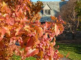 Attēlu rezultāti vaicājumam “Sorbus alnifolia”
