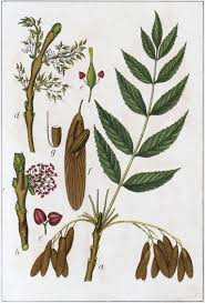 Attēlu rezultāti vaicājumam “Fraxinus excelsior”