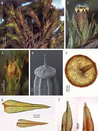 Attēlu rezultāti vaicājumam “Antitrichia curtipendula sporophyte”