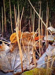 Attēlu rezultāti vaicājumam “Macrotyphula juncea”