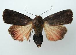 Attēlu rezultāti vaicājumam “Amphipyra livida”