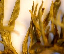 Attēlu rezultāti vaicājumam “Ramalina calicaris”