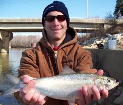 Image result for Alosa chrysochloris