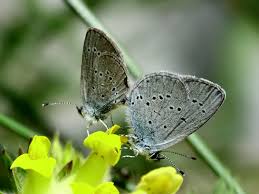 Attēlu rezultāti vaicājumam “Cupido minimus underside”