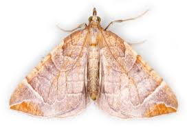 Attēlu rezultāti vaicājumam “Eulithis testata”