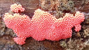 Attēlu rezultāti vaicājumam “Stemonitopsis typhina var. similis spores”