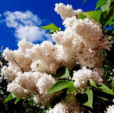 Attēlu rezultāti vaicājumam “Syringa reticulata subsp. amurensis flower”