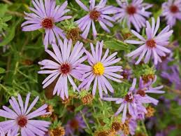 Attēlu rezultāti vaicājumam “Symphyotrichum x salignum flower”